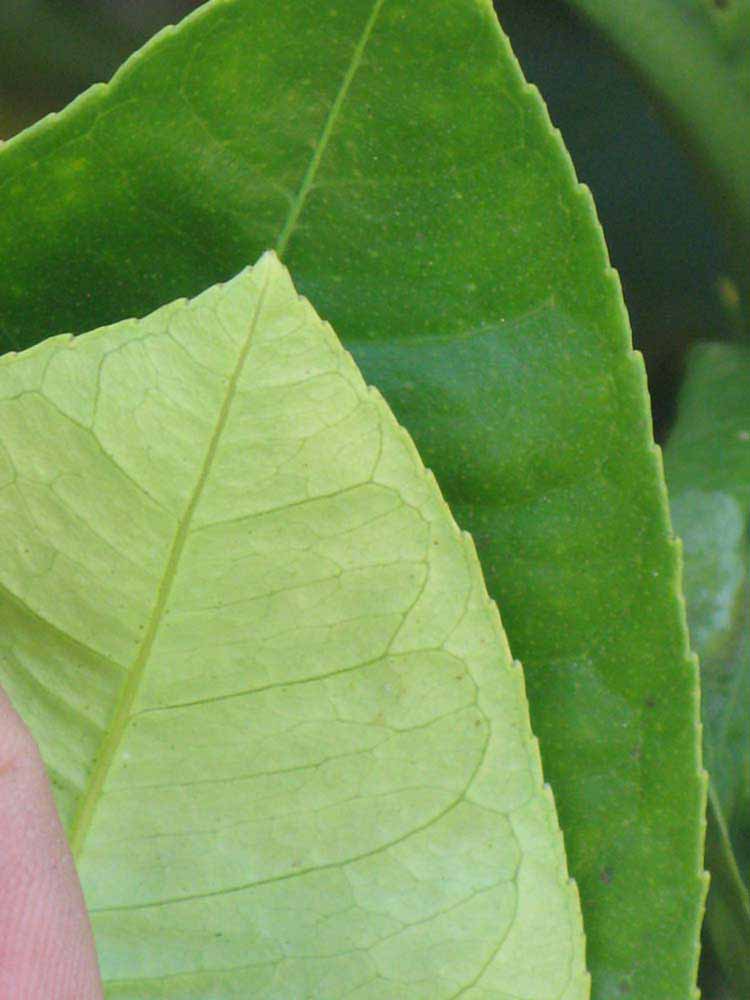              Margin (Riverside, CA)       